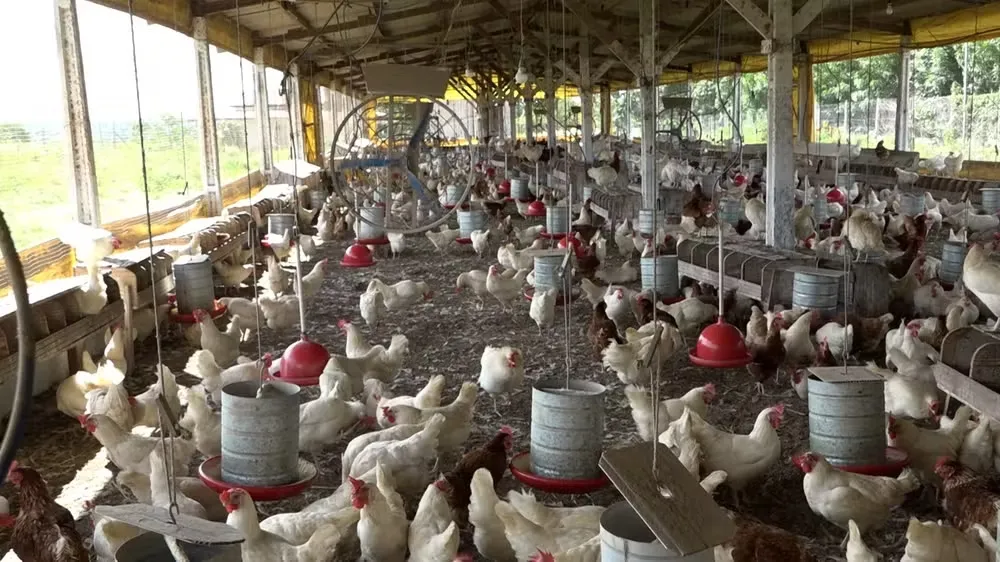 Produção de ovos bate recorde na Bahia; região de Feira de Santana lidera crescimento