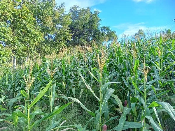 Alagoinhas - o estudo “Melhores Cidades para Fazer Negócios 2024”, produzido pela empresa Urban Systems para a revista Exame, considera nosso município como uma das melhores cidades do Brasil para investimentos em agropecuária