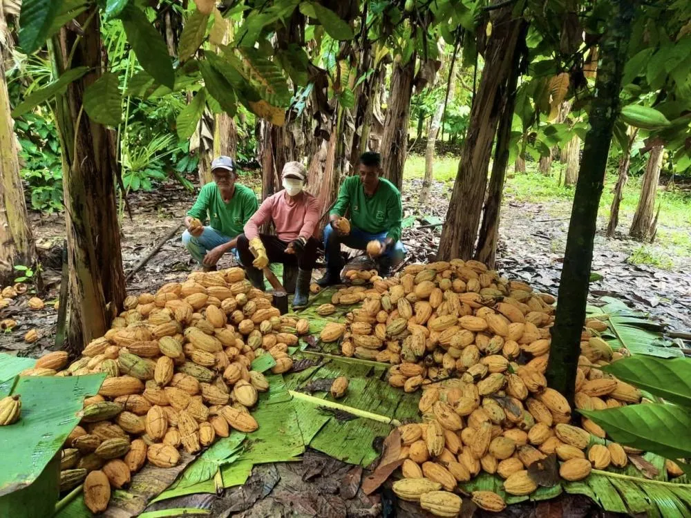 Marketplace Bioconex fortalece bioeconomia da Amazônia com comercialização direta entre produtores e indústrias