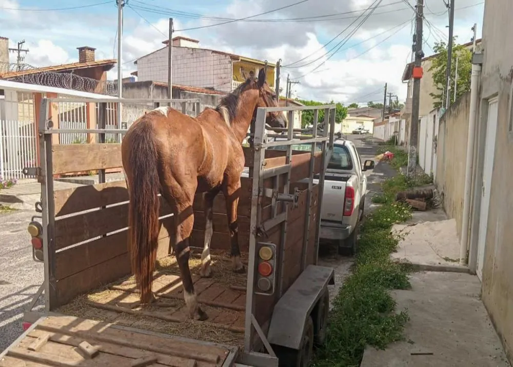 Alagoinhas - Nova lei reforça coibição de animais soltos na via pública