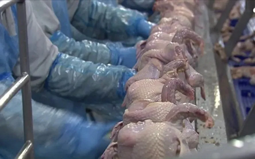 Suspensão das exportações por gripe aviária poderá custar US$ 1 bi ao setor