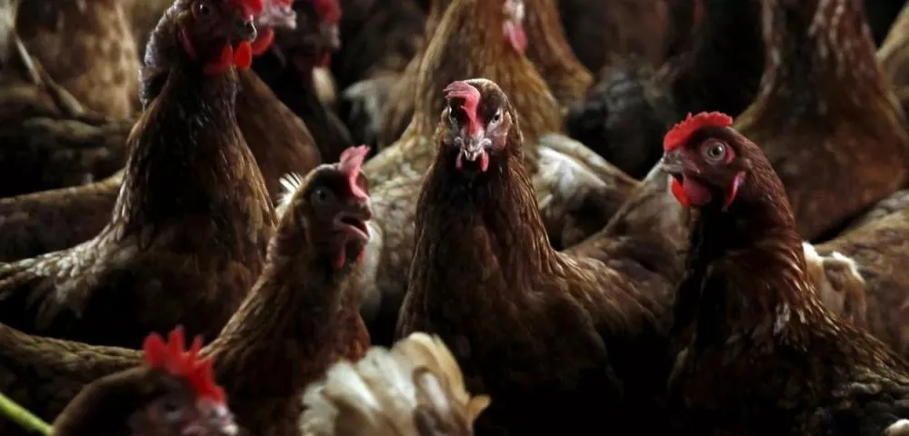 Gripe aviária: pelo menos 12 animais de 4 estados estão sob investigação