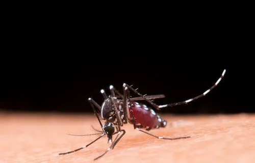 Dengue: atenção aos primeiros sinais pode salvar vidas