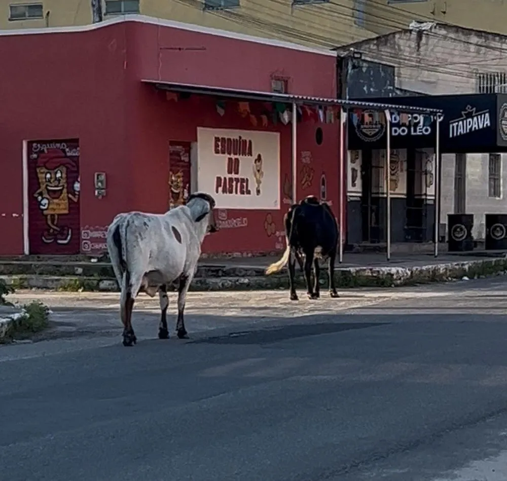 Dois animais foram flagrados soltos na via pública, no final da tarde desta terça-feira (10) no bairro do Mangalô, em Alagoinhas