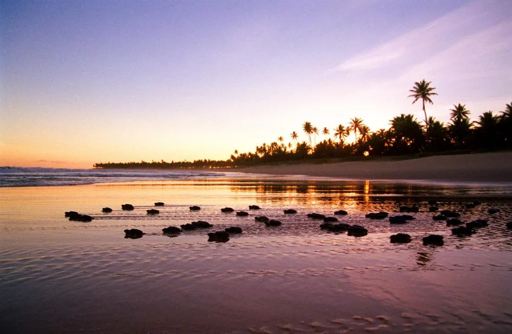 Temporada de reprodução das tartarugas marinhas começa no Litoral Norte da Bahia