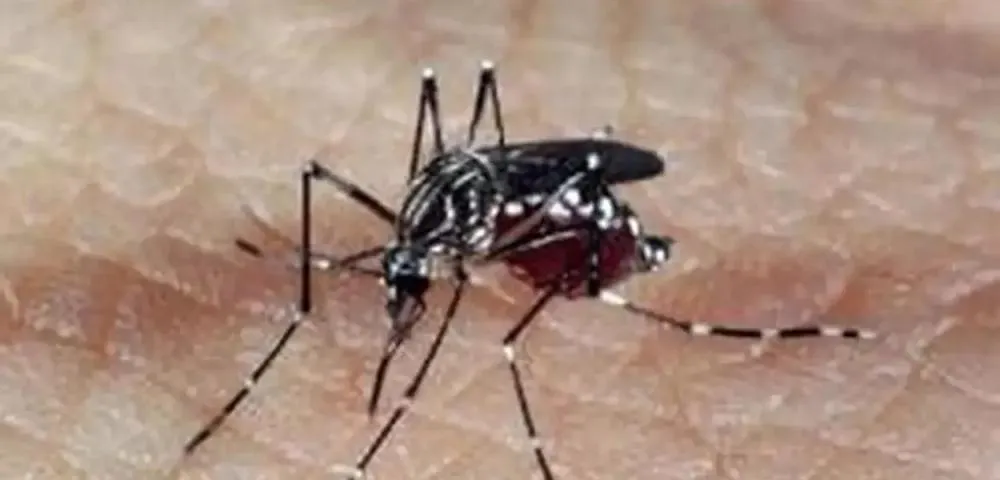 Governo federal regulamenta indenização e pensão a vítimas do vírus Zika