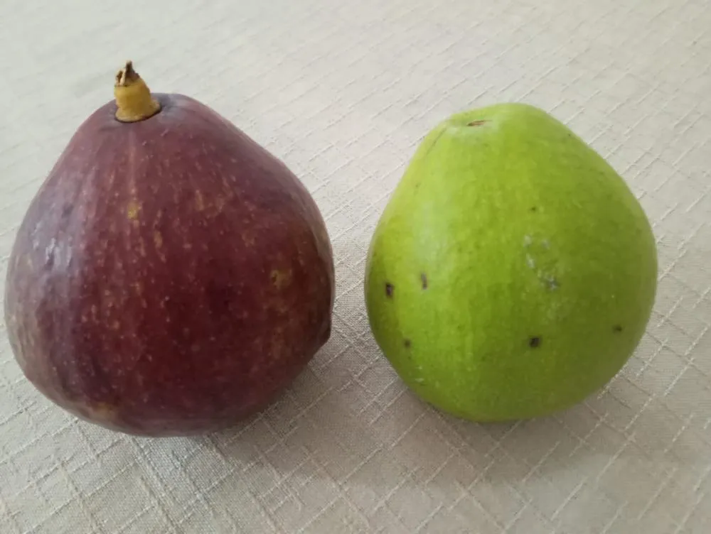 Abacate: do superalimento tradicional ao exótico red avocado